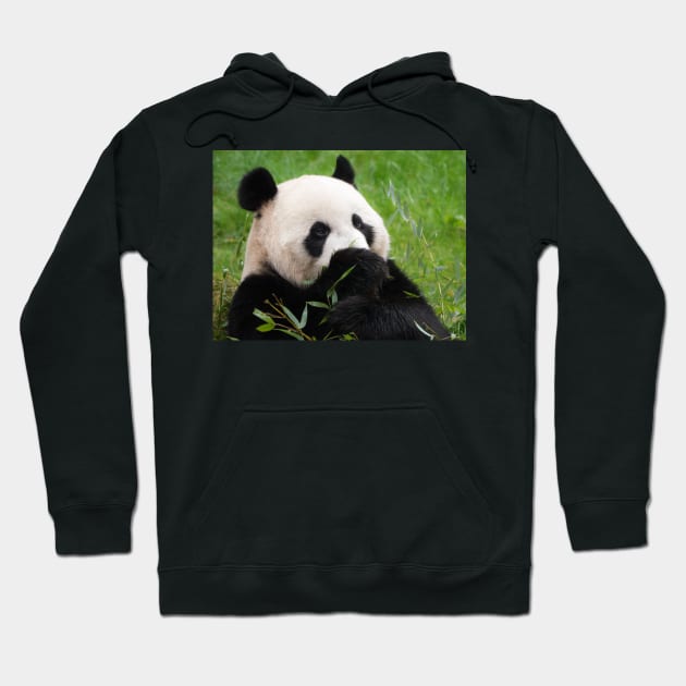 Giant panda bear Hoodie by Dolfilms